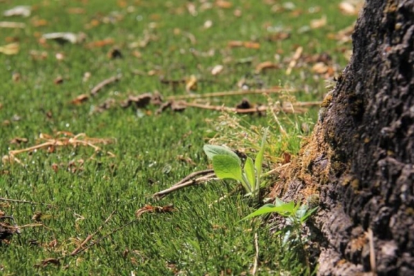 Pilot Groen Makers van start