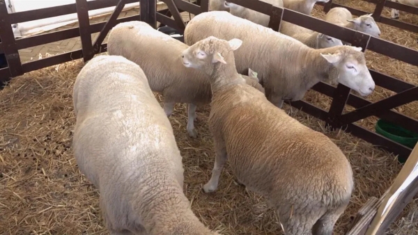 Blauwtongbesmettingen lopen verder op, nu op ruim zeventig bedrijven in regio